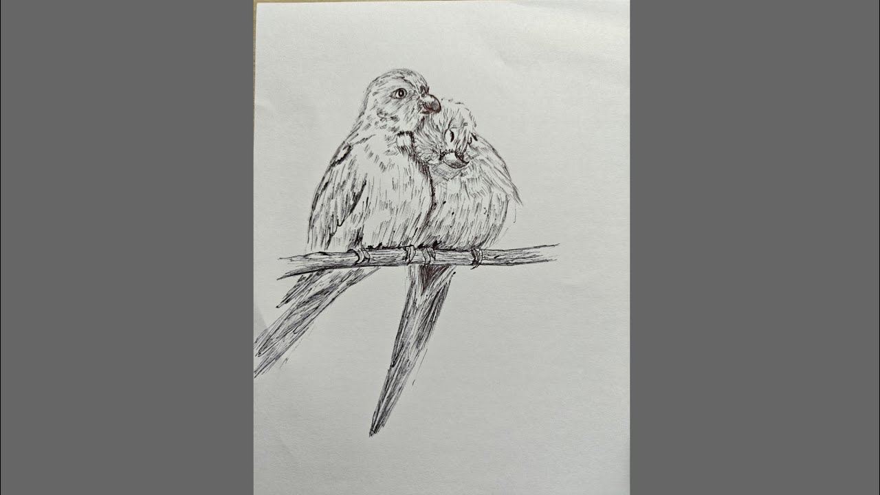 Learn to DRAW CUTE parrots with easy step by step sketching 🦜🐦 tutorial 
