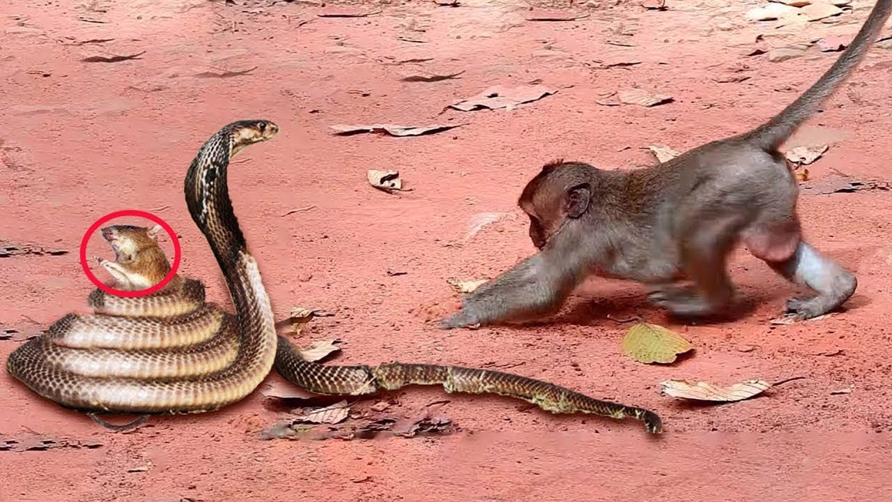 Oh How Gorilla Heroic He Saved Mice From Snakes Python Vs Monkey Animal Attack For Survival Youtube