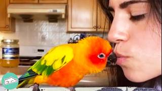 Sassy Parrots Won't Leave Their Owners Alone. But It's Too Darn Cute | Cuddle Buddies