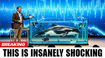 Scientists Just Decoded Whale Language and Detected Something No Researcher Can Explain
