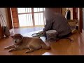 豆むきおばあちゃんを守っている柴犬