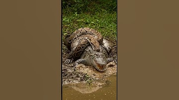 The Snake’s Grip Tightens… Can the Crocodile Escape?