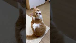 Hurry up and play with the cat.