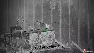 November Mouse Hunt 2024