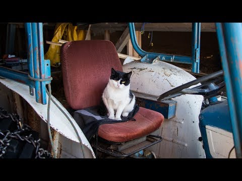 Video: Hornhinnebetennelse (ikke-ulcerøs Keratitt) Hos Katter