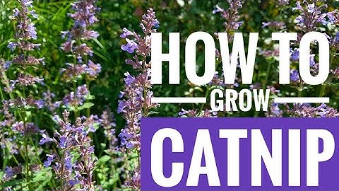 How to grow Catnip