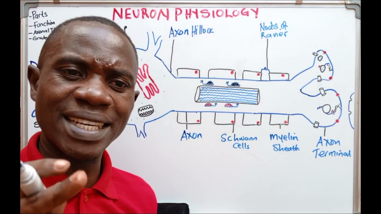 MASTERING NEURON ANATOMY AND PHYSIOLOGY PART1