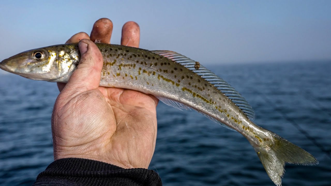 Driving a Boat 32k to catch whiting & Squid !! with a Few Tips