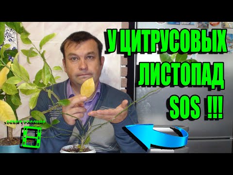 ЛИСТОПАД У ЦИТРУСОВЫХ. ЧТО ДЕЛАТЬ? В ЧЕМ ПРИЧИНА ОПАДЕНИЯ ЛИСТЬЕВ? ЦИТРУСОВЫЕ