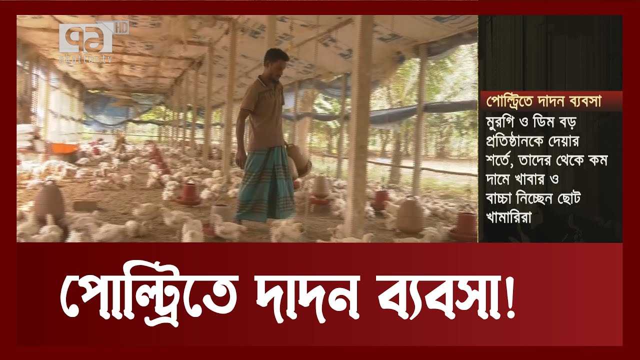 কন্ট্রাক্ট ফার্মিংয়ের নামে পোল্ট্রিতে চলছে দাদন ব্যবসা ! | News | Ekattor TV