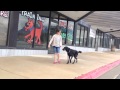 Training a Dog With an E-Collar Training a Dog With an E-Collar