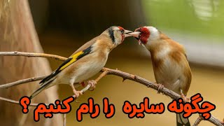 طریقه رام کردن سایره /Gold finch