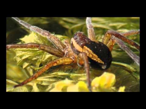 RAFT SPIDER...Dolomedes fimbriatus...in my garden pond.