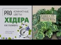 Хедера - плющ НЕобыкновенный. Вампиры ли эти неприхотливые комнатные цветы или просто радость в доме