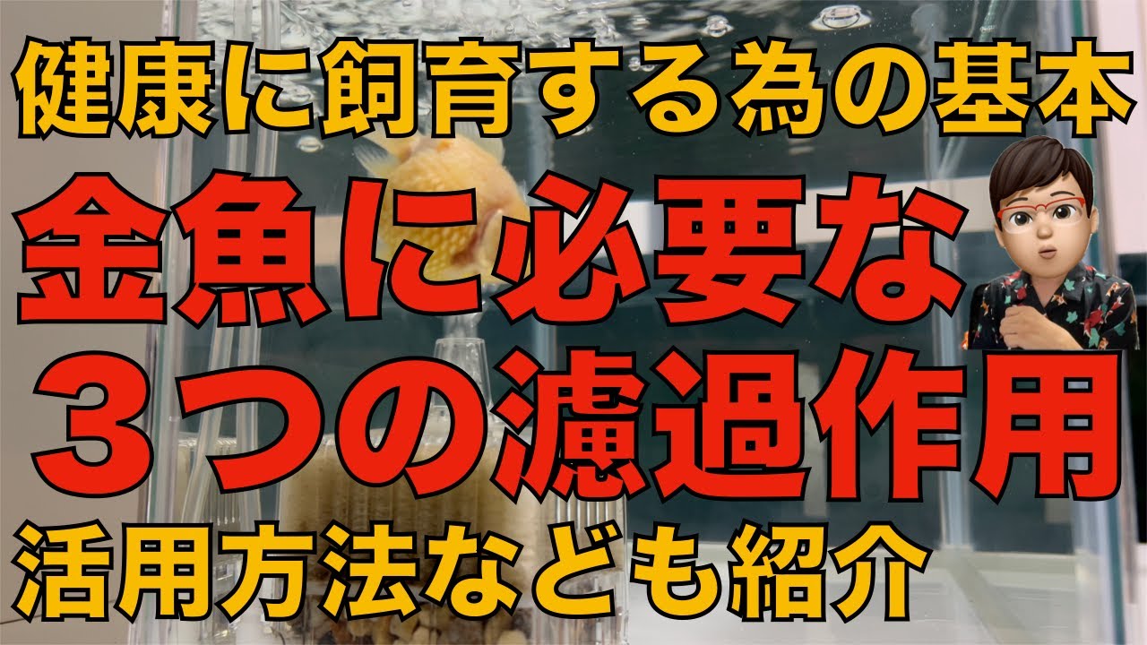【初心者必見】金魚飼育に必要な３つの濾過（浄化作用）と活用方法を紹介します