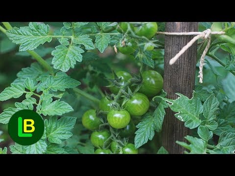 Video: Kako vezati paradajz u stakleniku: savjeti za vrtlare