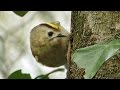 Goldcrest  tiny bird close up