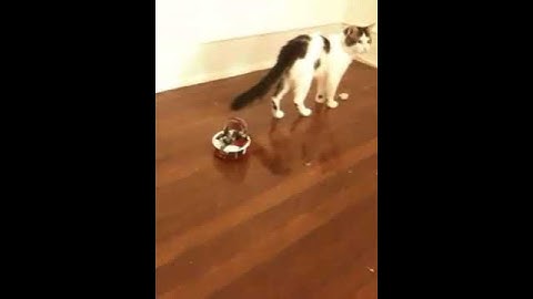 Arduino robot follows cat.