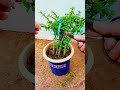 Golden Jade Leaf Peacock Spread Tail Pruning #Joy of Growing Flowers #Love Flowers Love Life