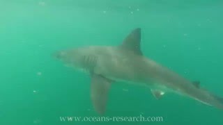 Oceans Research - attempted white shark dorsal fin photo ID First Dorsal Fin