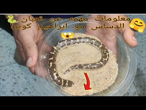 معلومات مهمه عن ثعبان الدساس مع ابراهيم كوبرا