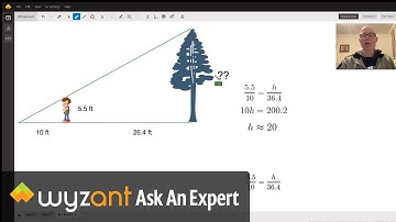 Similar Triangles Height of Tree