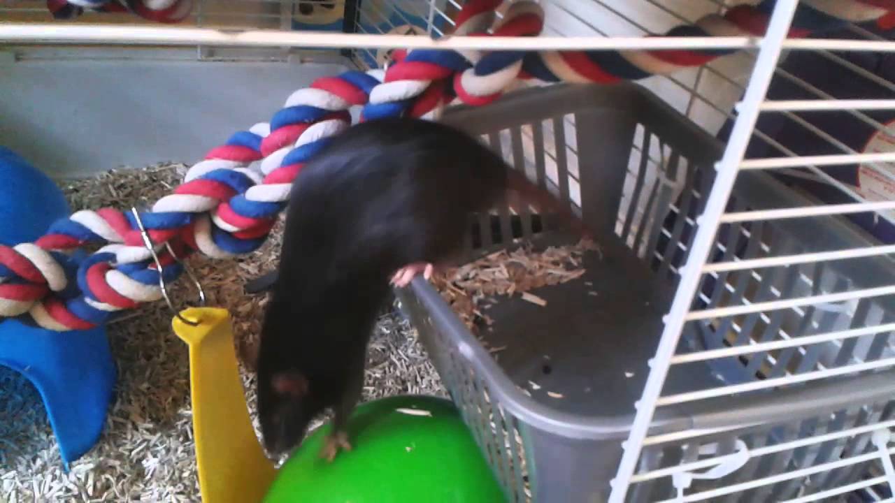 Playful rat kittens - YouTube