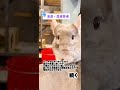 ざっくりまとめ/チンチラについて