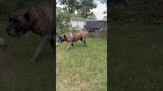 Fake dog fight 😂🐕 #dog #presacanario #gooddog #funny #dogs #doglife #cute