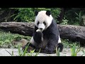 20201020 團團帥氣吃鳳梨 從頭到尾難捨棄(永懷團團之363) Giant Panda Tuan Tuan