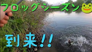 2021年5月2日　【養老水系】スティーズポッパーフロッグjrで落ちパクっ