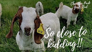 Chandler Park Boer Goat Stud NSW Australia, SO CLOSE TO KIDDING!!!
