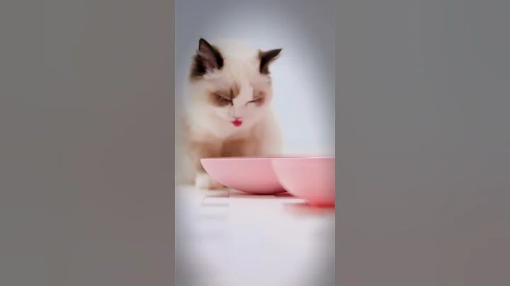 Video 7618031: british cat, royal canin kitten cat, cat food royal canin, kitten dry cat food, cat kitten eating food, cat beautiful kitten, cat lovers, cat living, funny cat