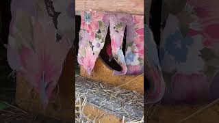 Гнезда для кур #shorts #loralife #chickens #hen #куры #chickens #курынесушки #яйца