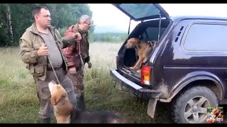 Гон стайки не сгоненых гончих . Гон стайки не сгоненых гончих .