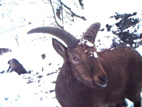 ჯიხვები ლაგოდეხის ლაგოდეხის დაცულ ტერიტორეიბზე