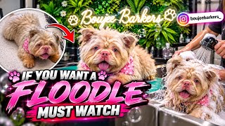 Thinking of Getting a Floodle? WATCH THIS 😱🐶✂️