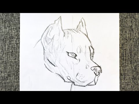 How to Draw a Dog (Pit Bull) Step by Step / Drawing a Dog Pitbull   / Easy Drawing Tutorials