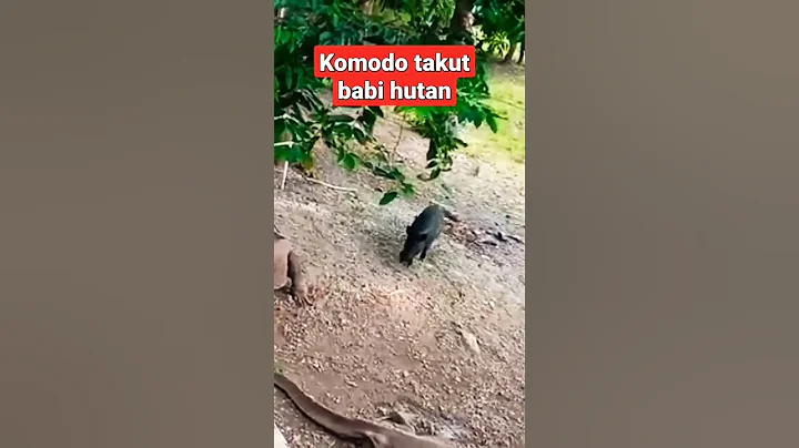wild boar 🐗 baby attacks on komodo dragon 🐉#shorts