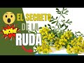 Los efectos asombrosos de la Ruda en tu cuerpo que no sabías