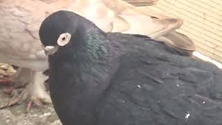Коллекция голубей Малова В. Н. г. Ессентуки