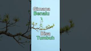 Gimana Cara Benalu Tumbuh?🤔🌿🌳