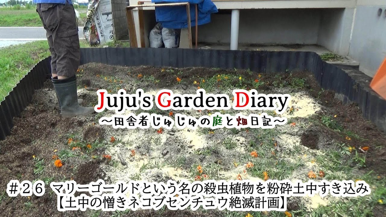 マリーゴールドという名の殺虫植物を粉砕土中すき込み ~土中の憎きネコブセンチュウ絶滅計画~ 【Episode026】