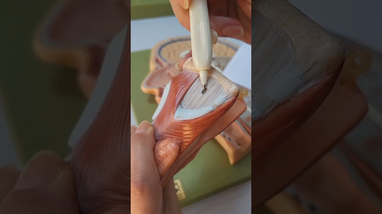 Pharynx ve oesophagus anatomisi