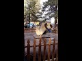 Dog Masters Mechanical Bull