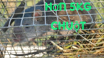 Quá ghê gớm với 14 cái lồng bẫy chuột cống nhum @ngovanlam#sanbat#bẫy chuột đồng