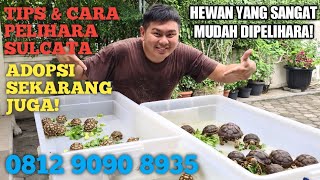 SULCATA ADALAH HEWAN YANG SANGAT MUDAH DIPELIHARA!