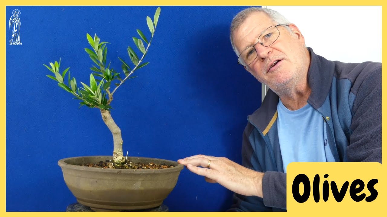 How to care for Olive Bonsai in Autumn & Winter YouTube