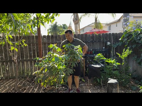 Video: What Is Dragon's Eye - Learn How To Grow A Dragon's Eye Longan Tree