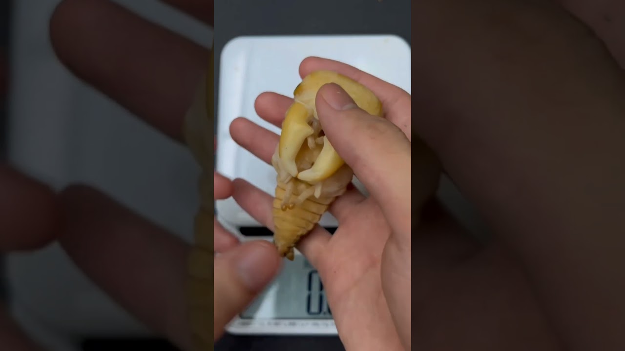 # God 24 Last pupa of Dorcus titanus yasoukai from the summer of 2023 